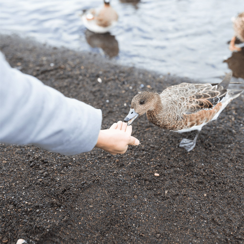 Feeding ducks