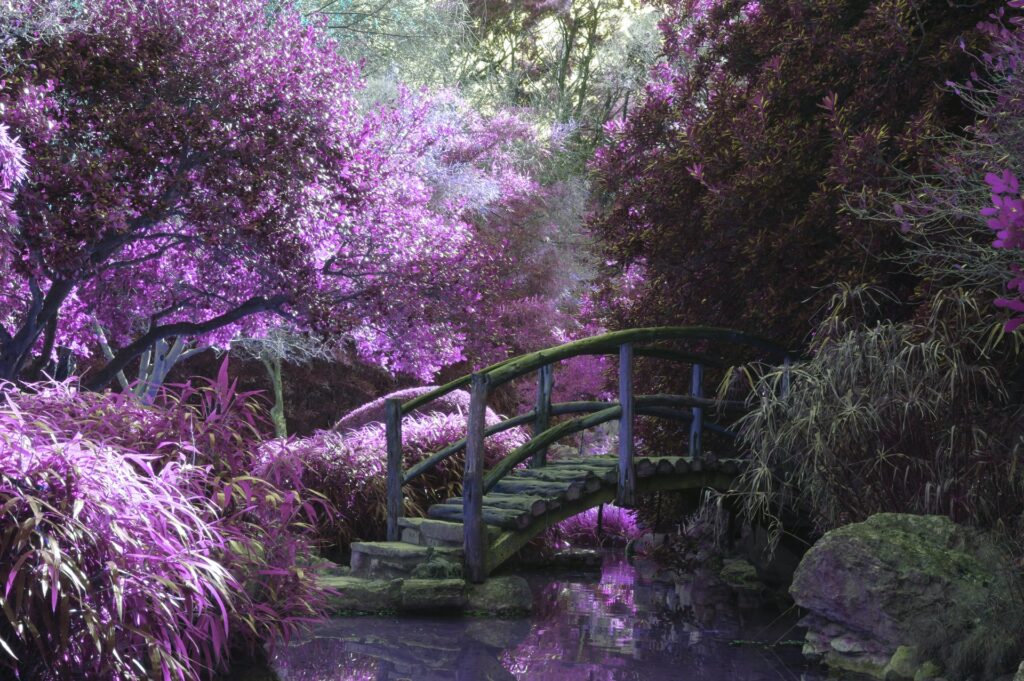 Wooden bridge over river surrounded by purple plants - Photo by Cosmic Timetraveler on Unsplash