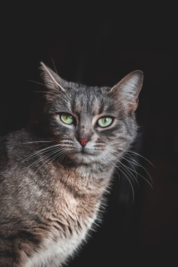 Brown tabby cat - Photo by Daniel Mačura on Unsplash



