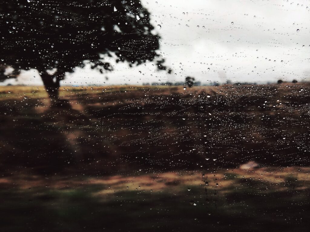 psychological trauma - rain on trees - Photo by Iva Rajović on Unsplash