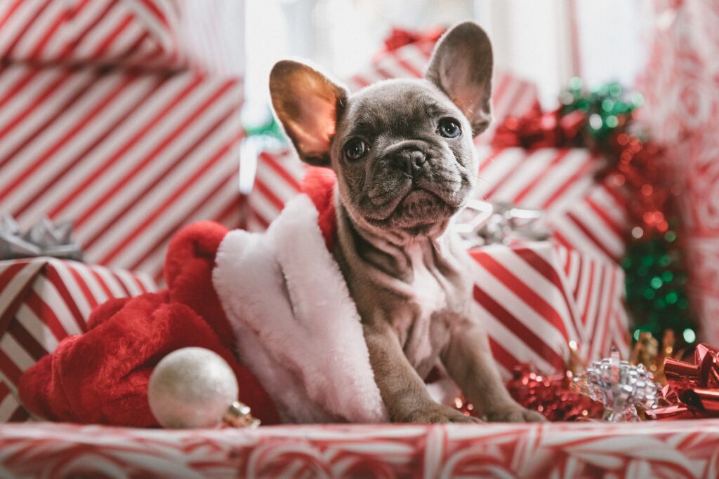 French Bulldog in a Santa hat - festive writing prompts - Photo by Jakob Owens on Unsplash