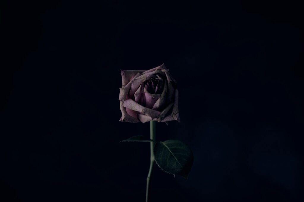 Purple rose on black background - writing paranormal romance - Photo by Alexander Grey on Unsplash